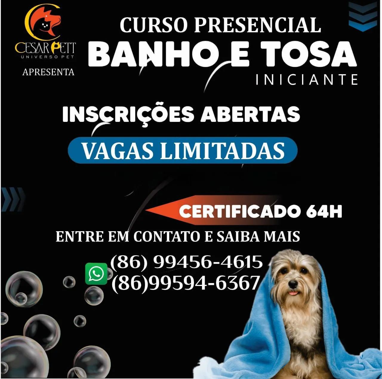 Curso presencial de banho e tosa completo vagas limitadas - Outros ...