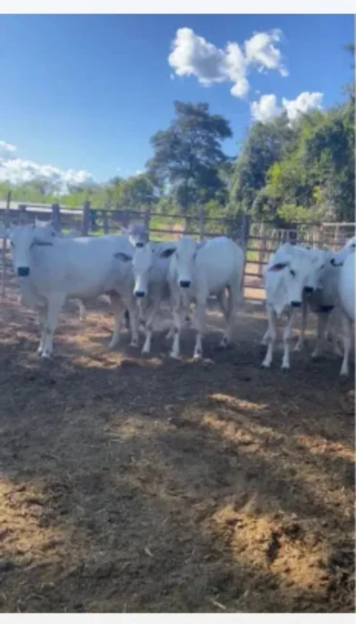 NOVILHAS e BEZERROS NELORE - Foto 4