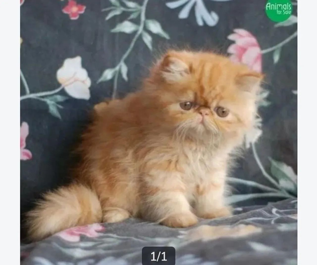 Gatos entregamos , com total cuidados  - Foto 4