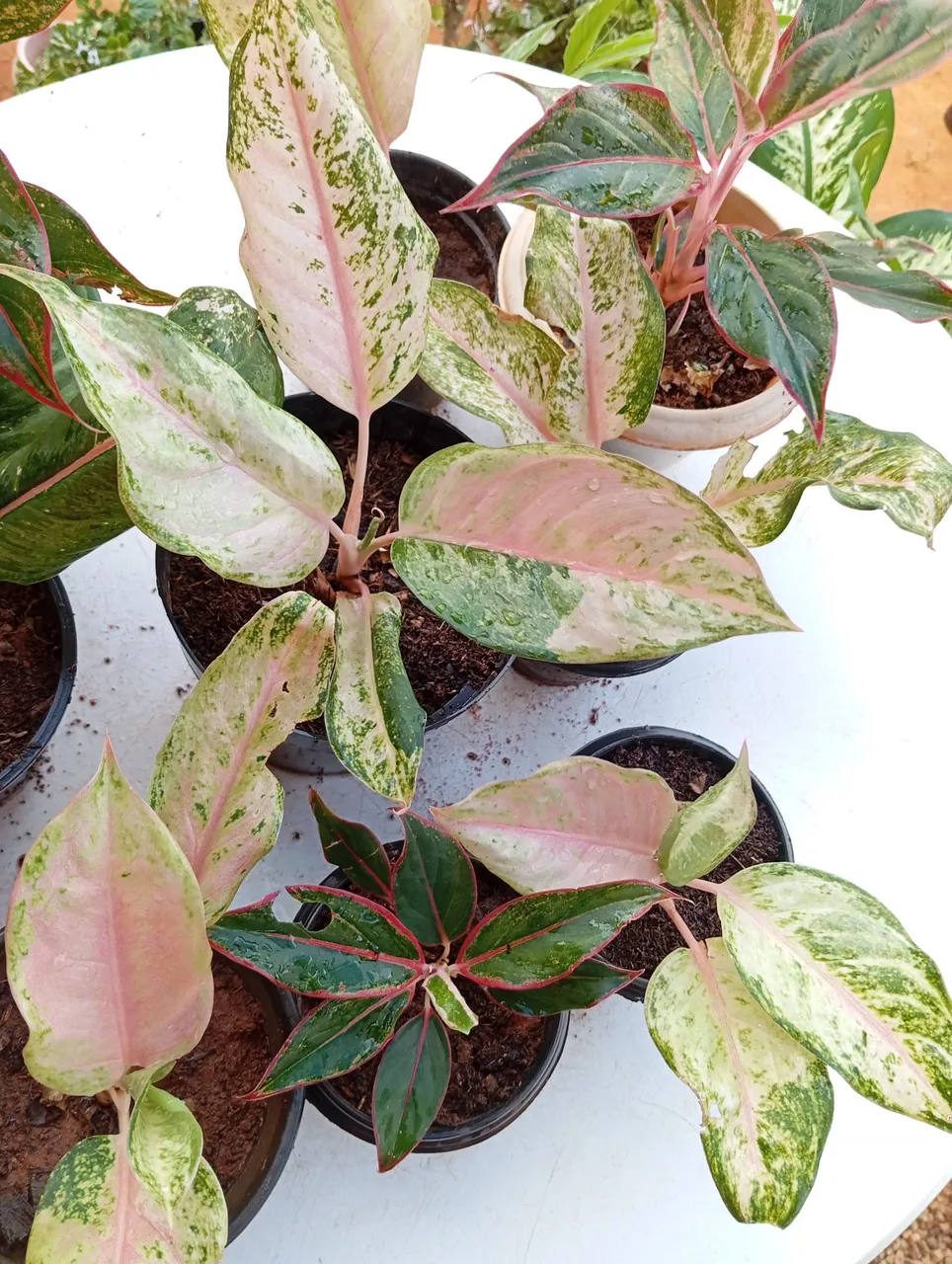 Lindas aglaonemas de fácil cultivo