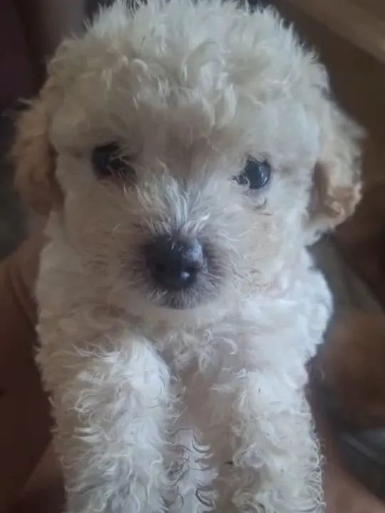 Poodle toy  - Foto 4