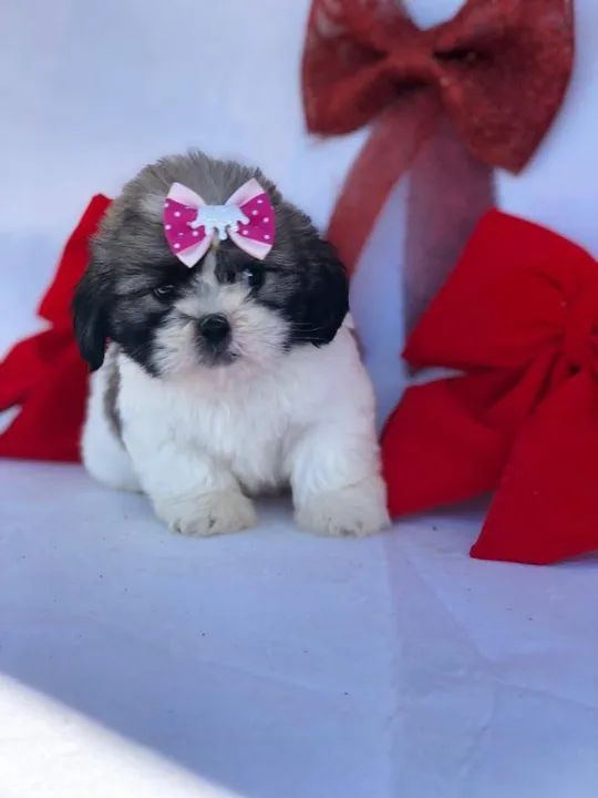 Ele está pronto para ser seu amigo fiel