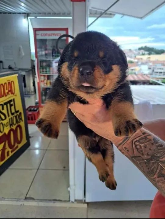 Rottweiler filhote fofinho