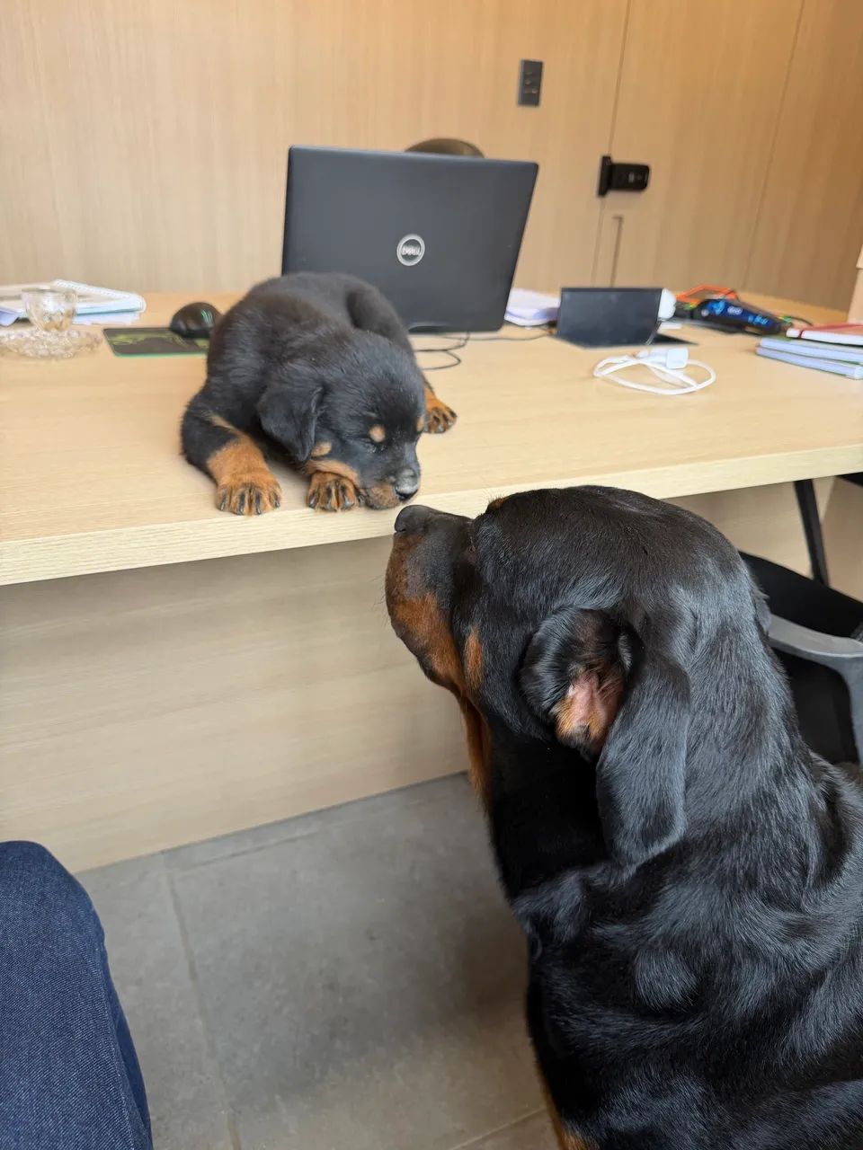 Filhotes de Rottweiler a pronta entrega - Foto 4
