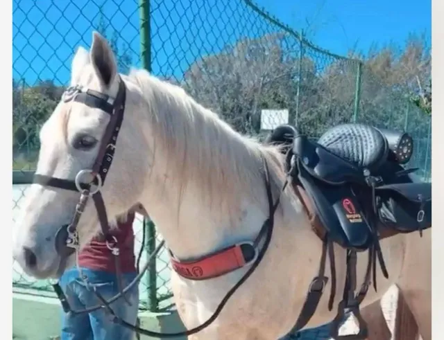 Cavalos Mangalarga