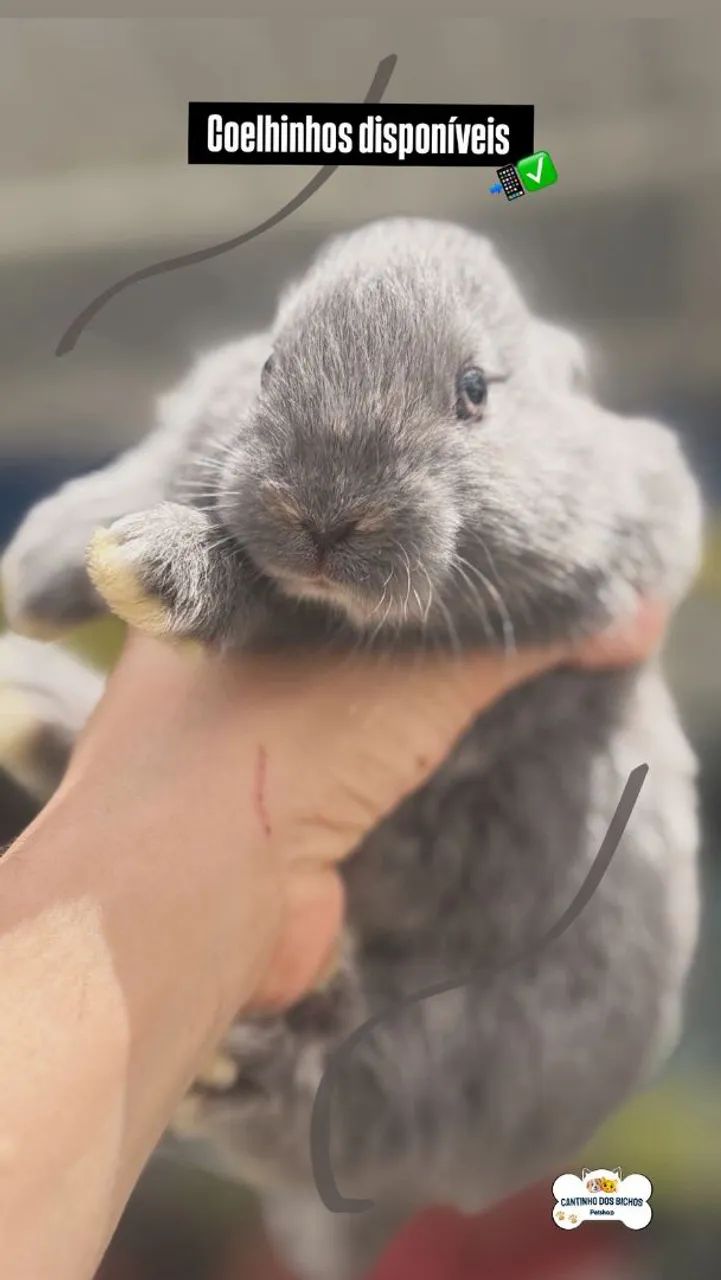 COELHINHOS FILHOTES  - Foto 2