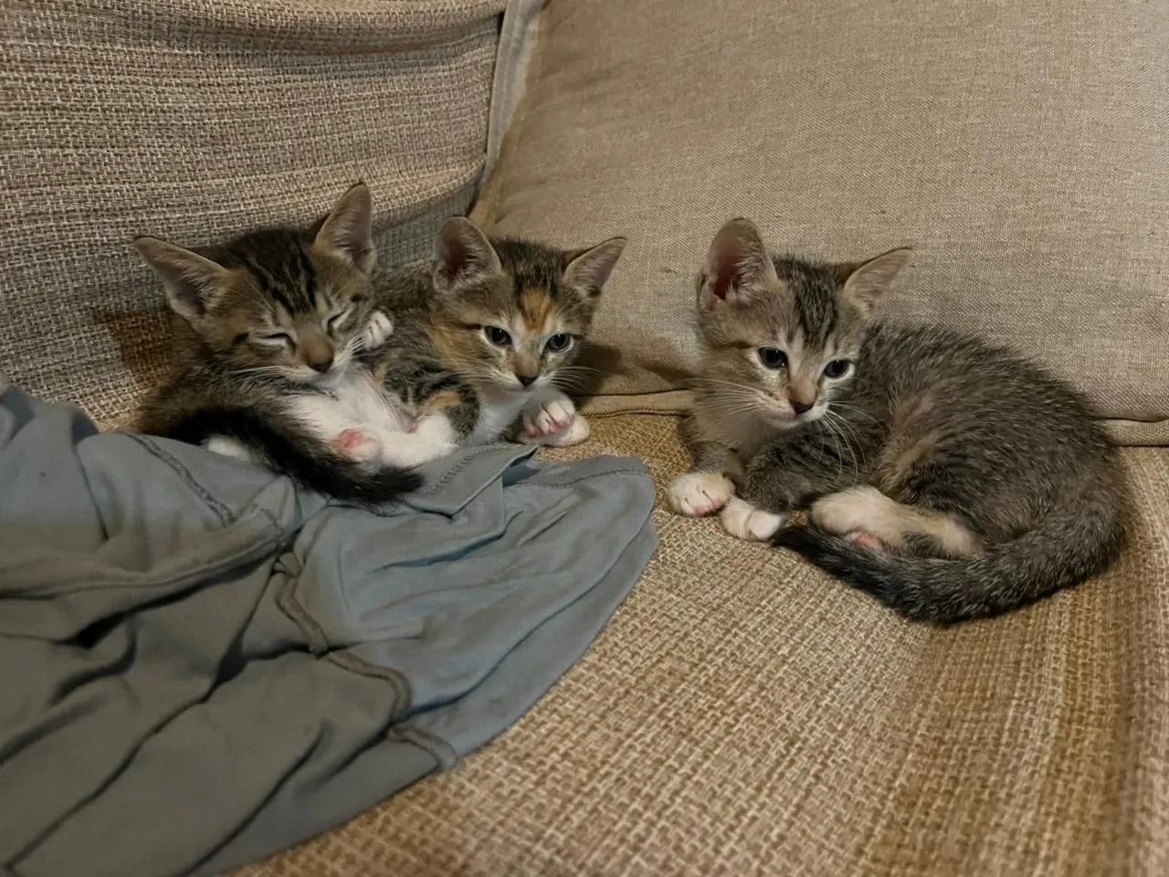 Doação responsável de gatinhos filhotes  - Foto 3