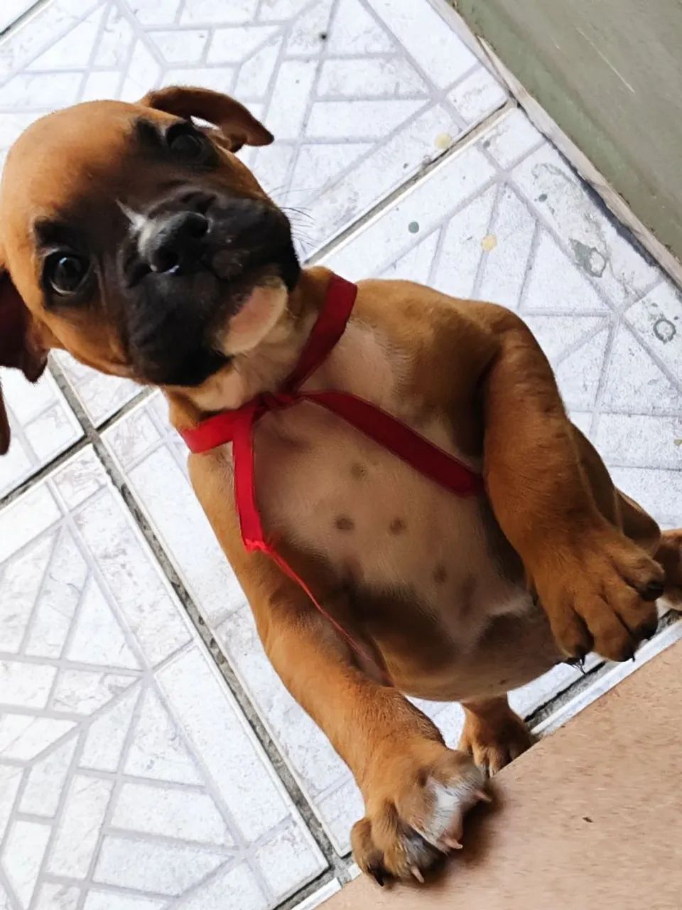 Filhotes de Boxer macho  - Foto 4