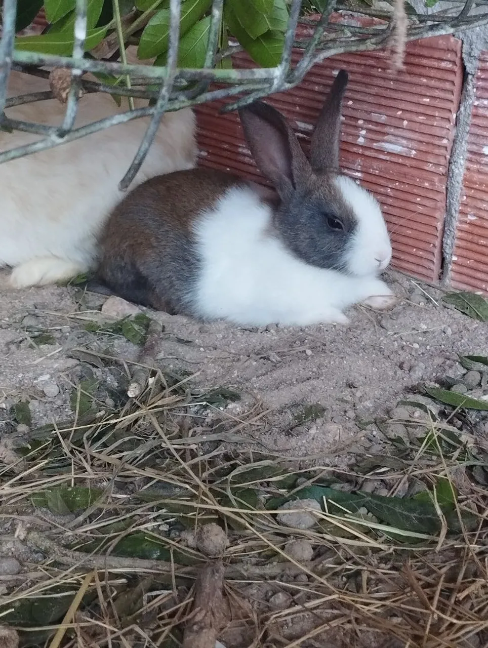 Coelhos com 2 mês de vida