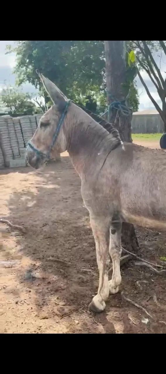 COBERTURA - JUMENTO PEGA