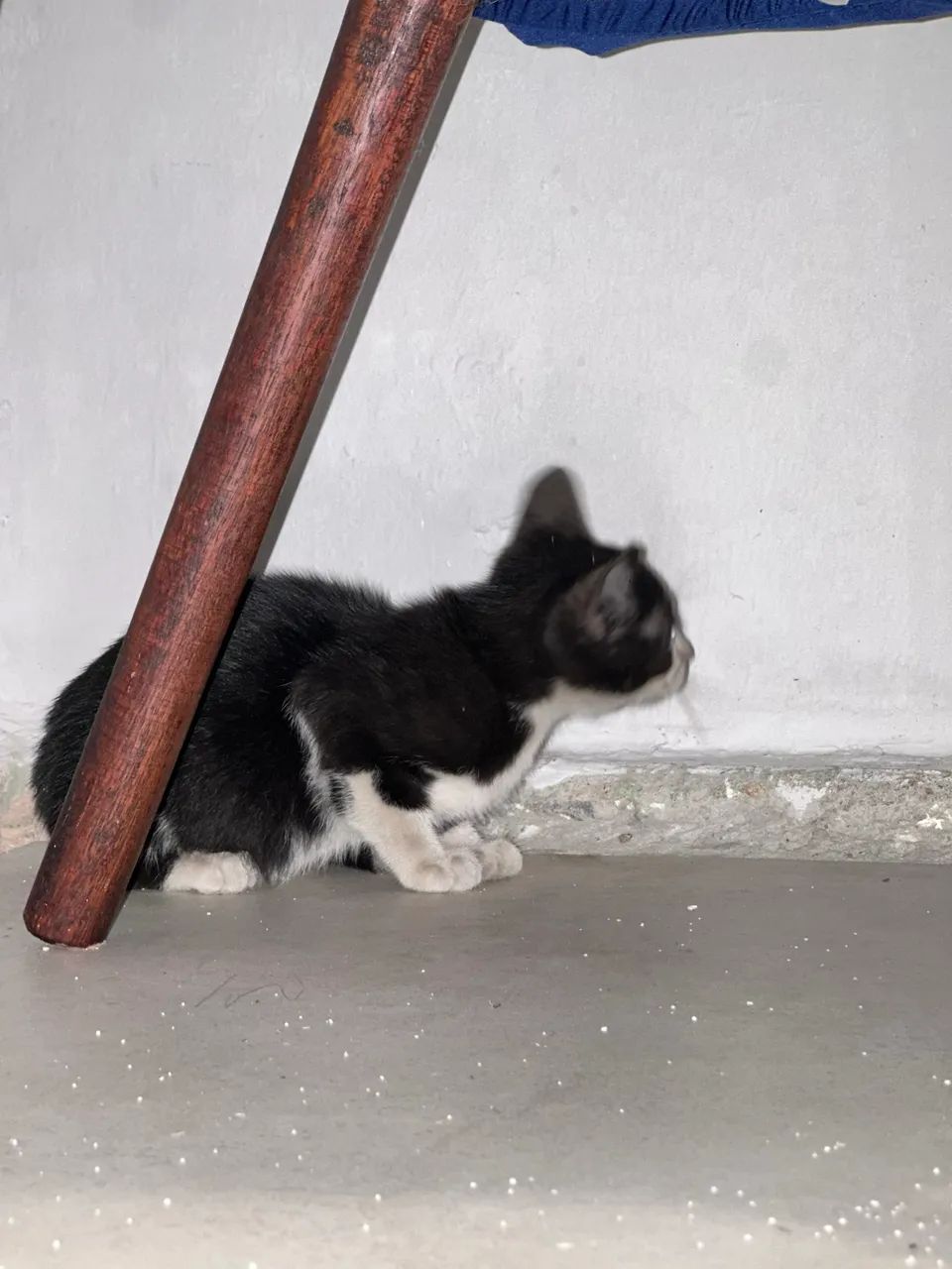 ADOÇÃO! GATO FILHOTE FRAJOLA ( MACHO ) - Foto 4