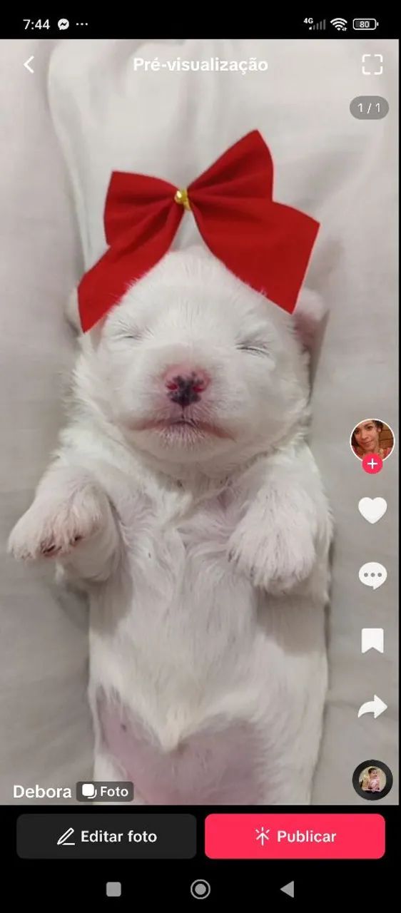 Filhote de Maltes  - Foto 4