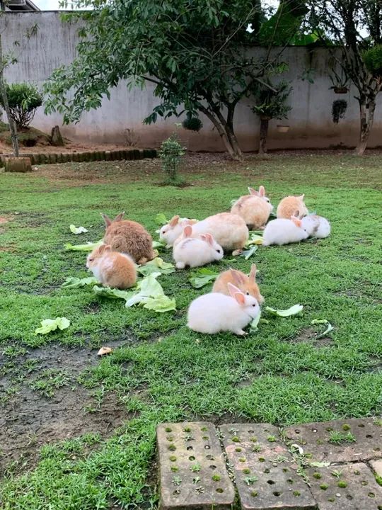 Vendo Coelhos - Foto 3