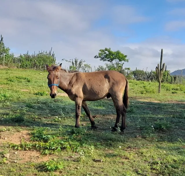 Burro a venda manso de sela e carroça