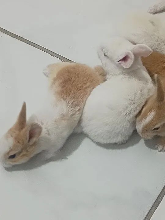 Coelho fofinho para adoção - Foto 6