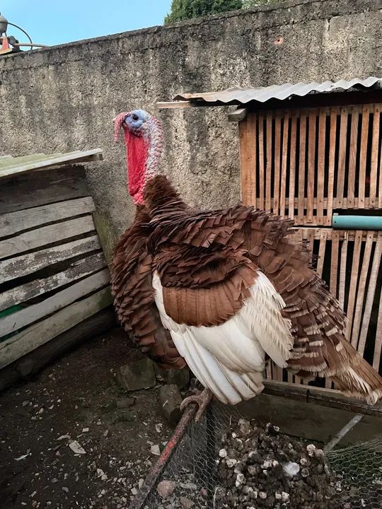 Peru cor chocolate  - Foto 2