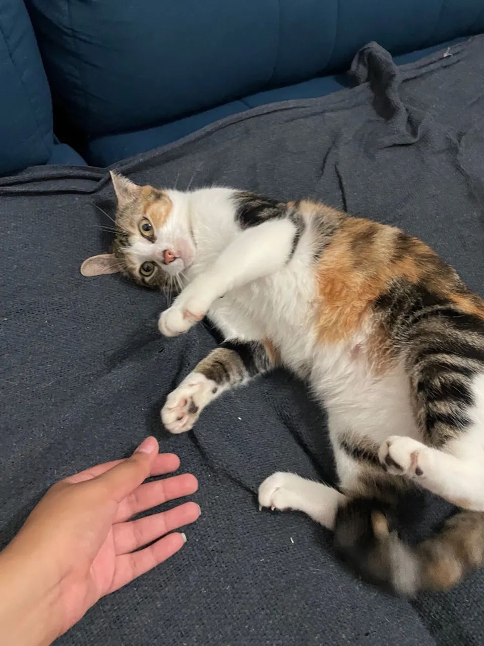 Gatinha tricolor para doação 