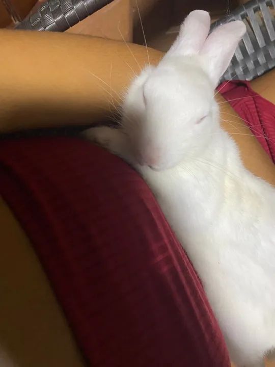 Coelhinho Branco Fofo para Adoção - Foto 3