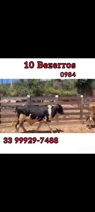 10 bezerros  - Foto 4