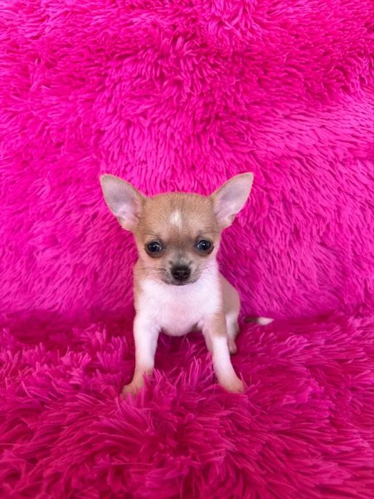 Chihuahuas miniaturas disponíveis  C/ pedigree  - Foto 6
