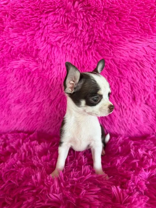 Chihuahuas miniaturas disponíveis  C/ pedigree  - Foto 3