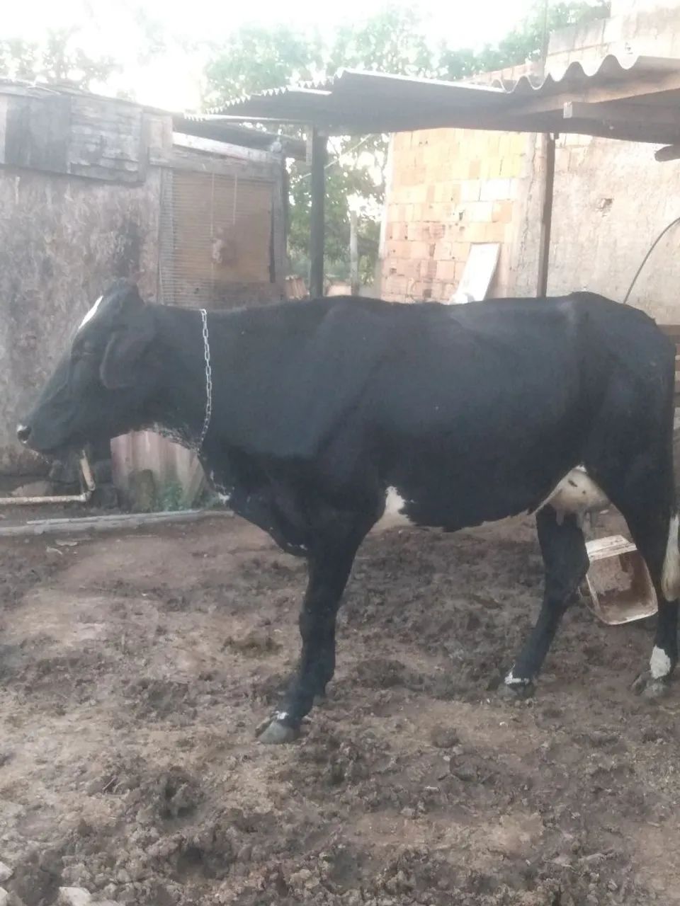 Vaca - Foto 3