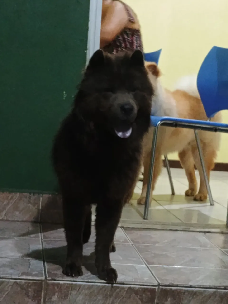 Chow-Chow para adoção