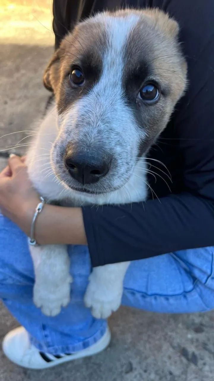 Filhote de cachorro-doação  - Foto 3