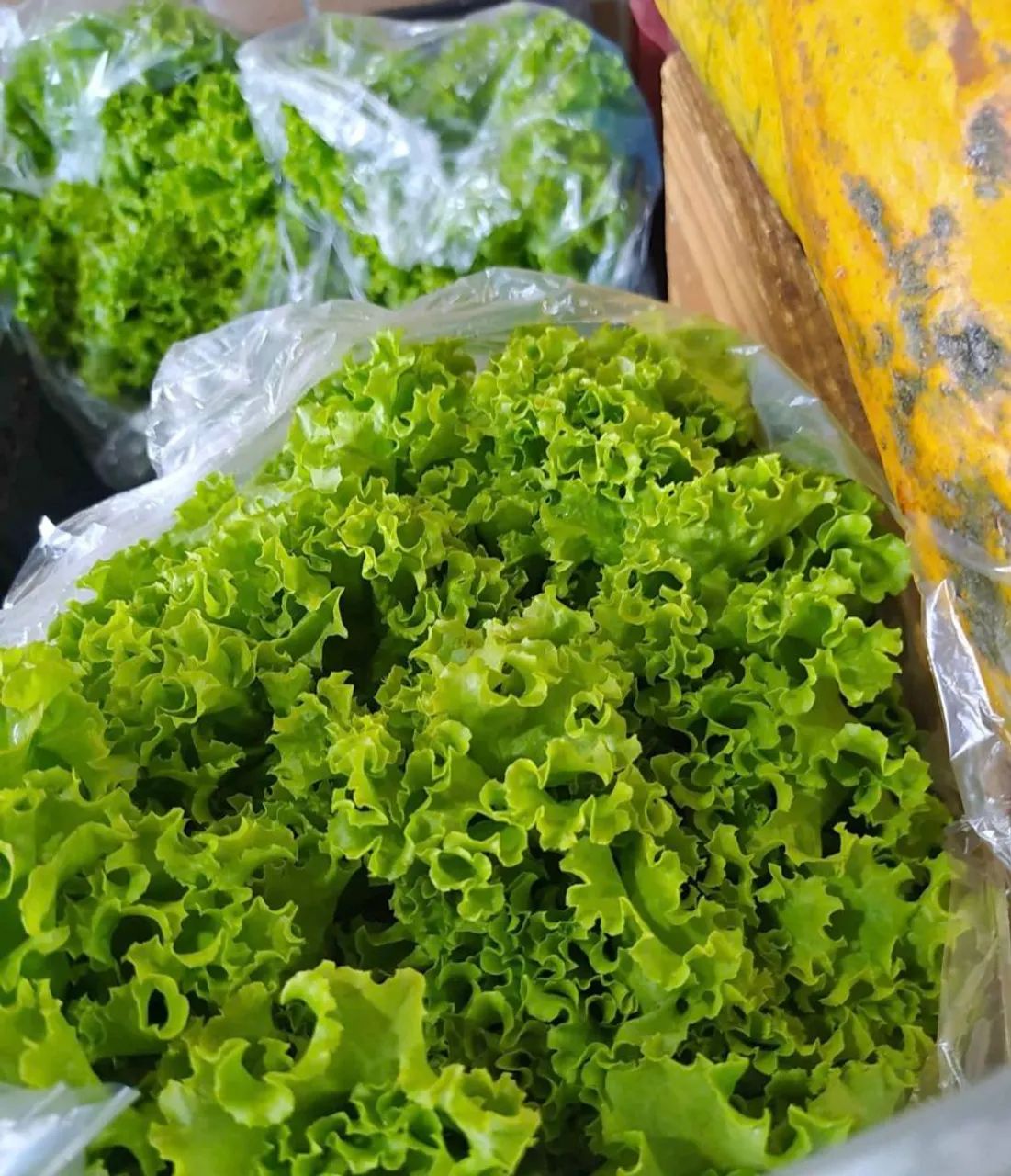 Alface no atacado - Produção Fresca - Foto 2