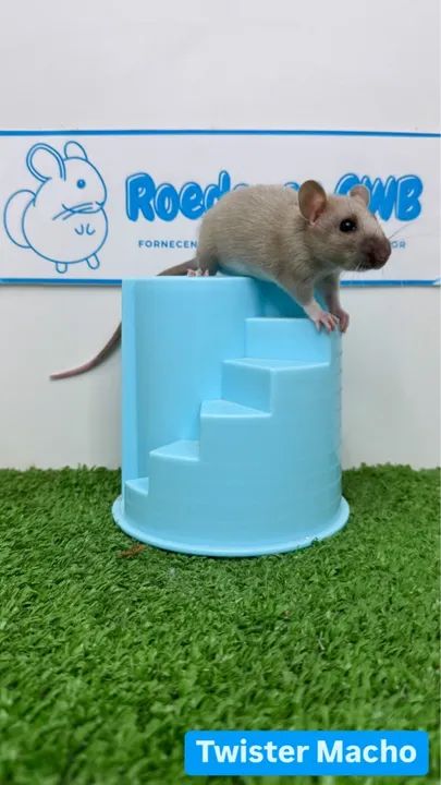 Rato Twister/Mercol (Roedores CWB)  - Foto 2