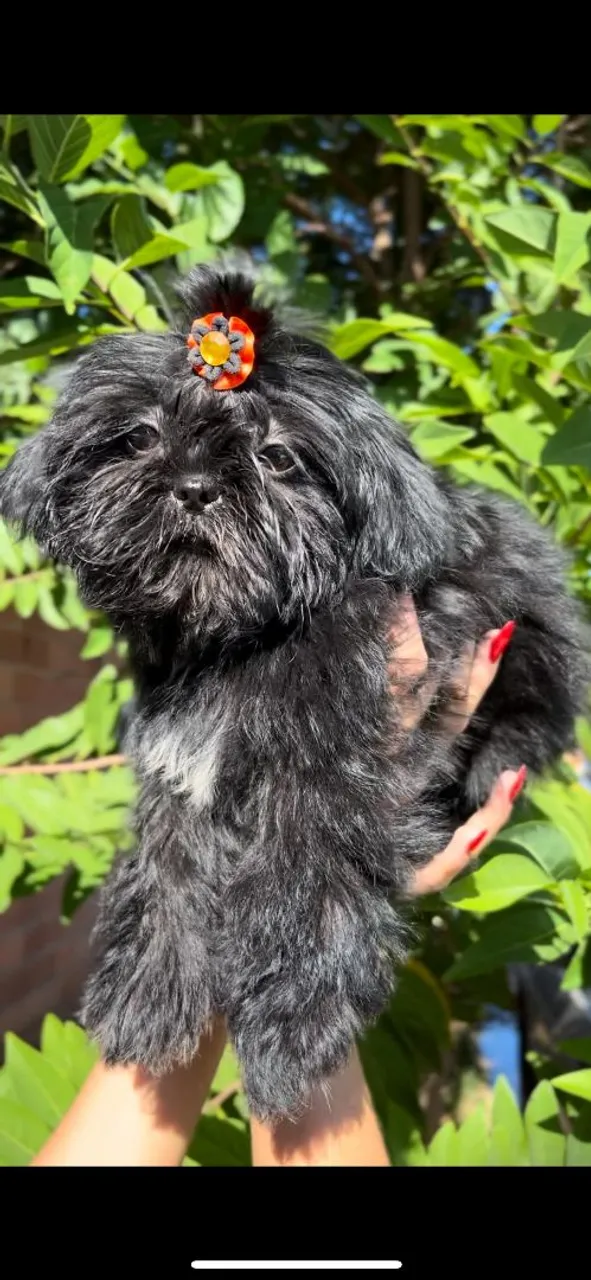 SHIHTZU FÊMEA maravilhosa