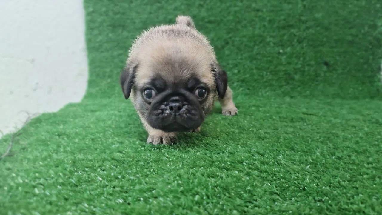 Lindos filhotes de Pug  - Foto 3
