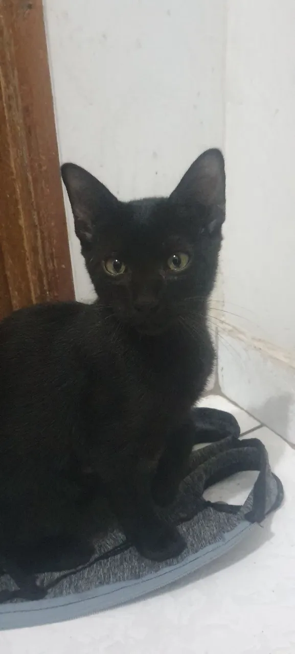 Gatos para doação