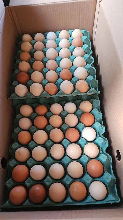 Ovos de galinha frescos - Foto 3