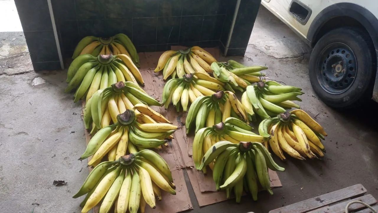 MUDAS DE BANANA COMPRIDA/DA TERRA