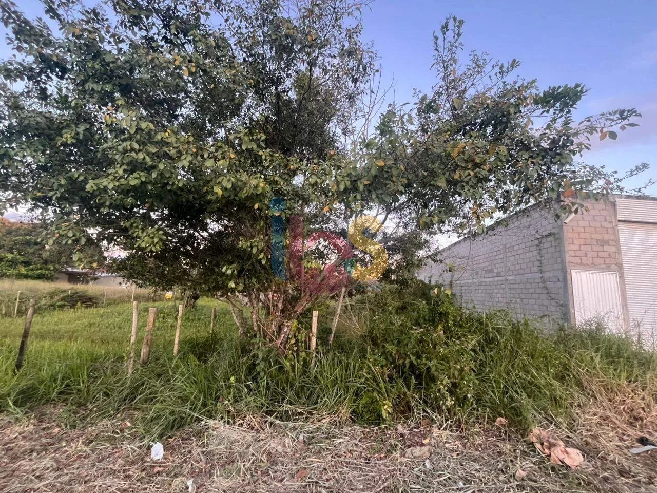 Excelente Lote Jóia do Atlântico - Foto 3