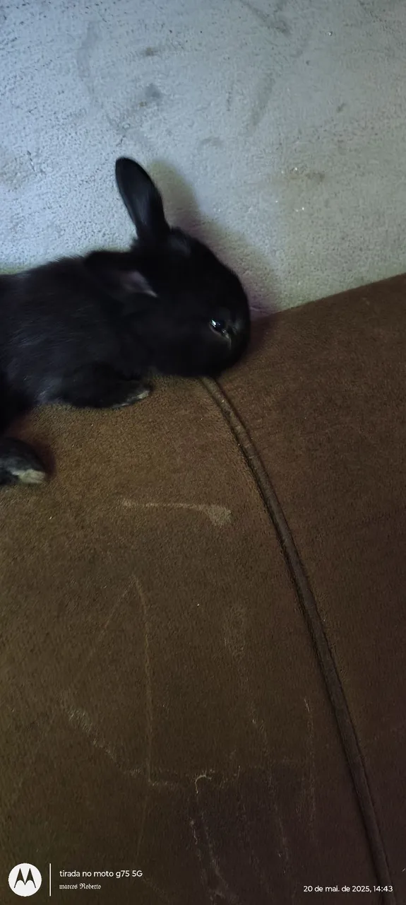 Coelhinha leão fofinha docel.fofinha
