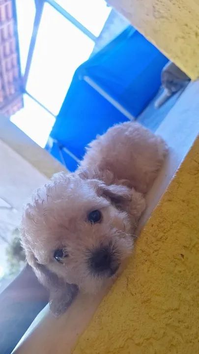 Poodle toy  - Foto 3