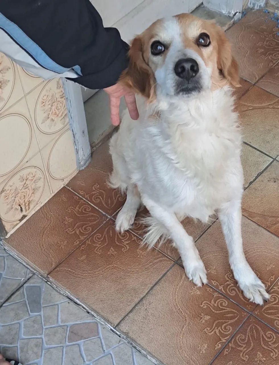 Doação Cão SRD - Foto 2