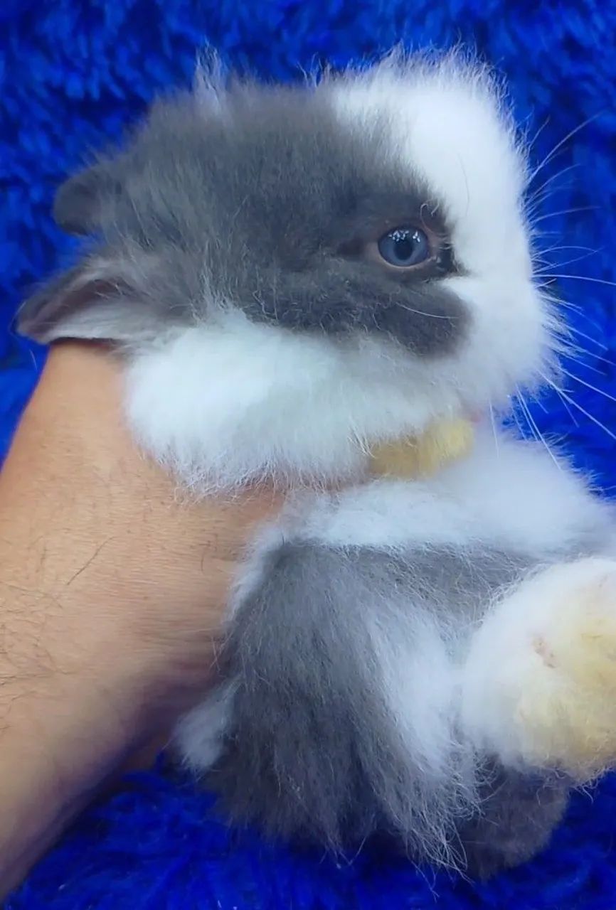 Mini coelho anão Teddy dwerg 