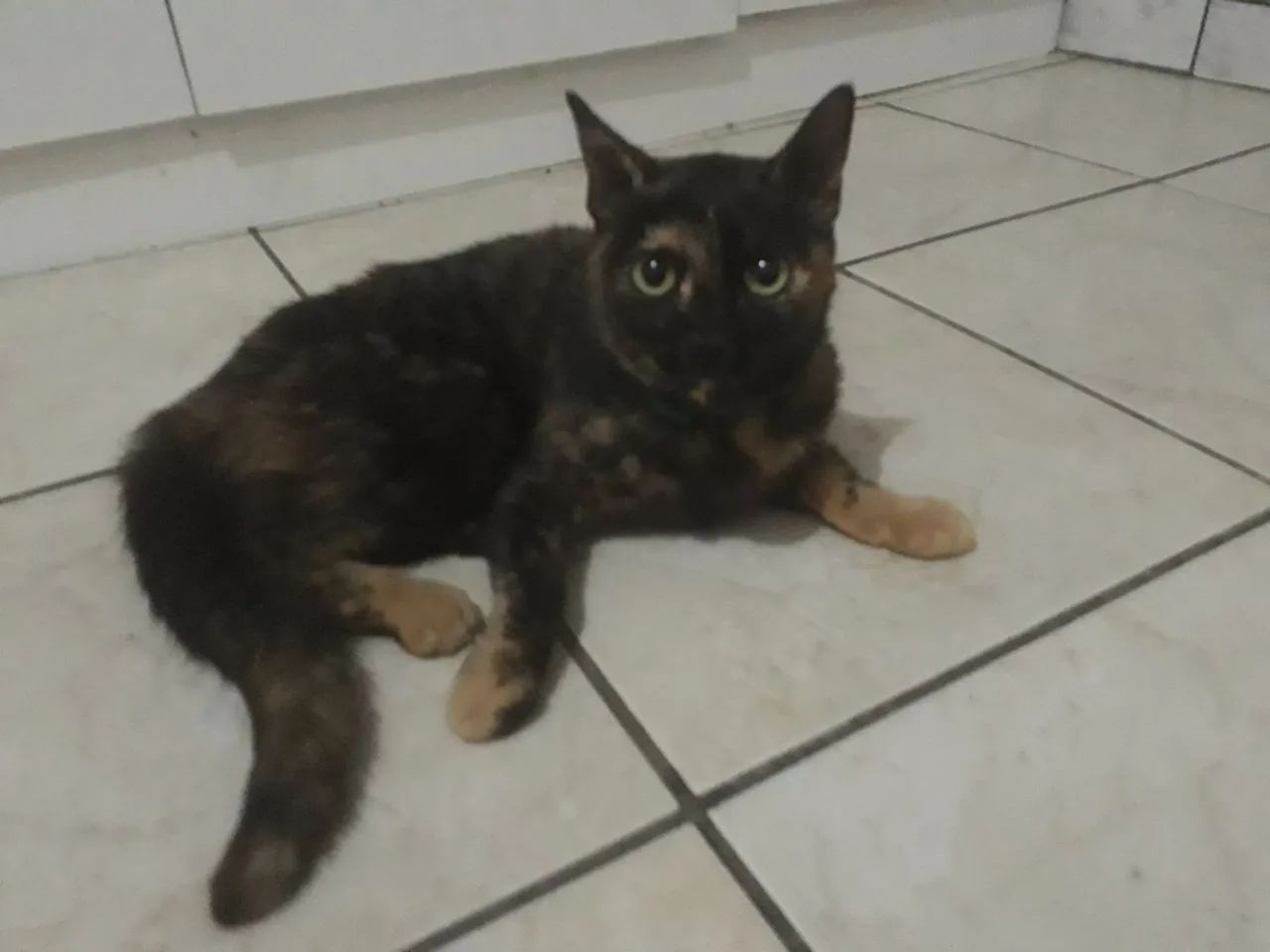 Doação  de gato