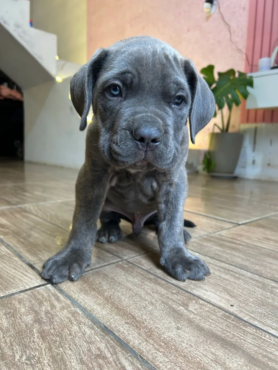 Cane Corso  - Foto 3