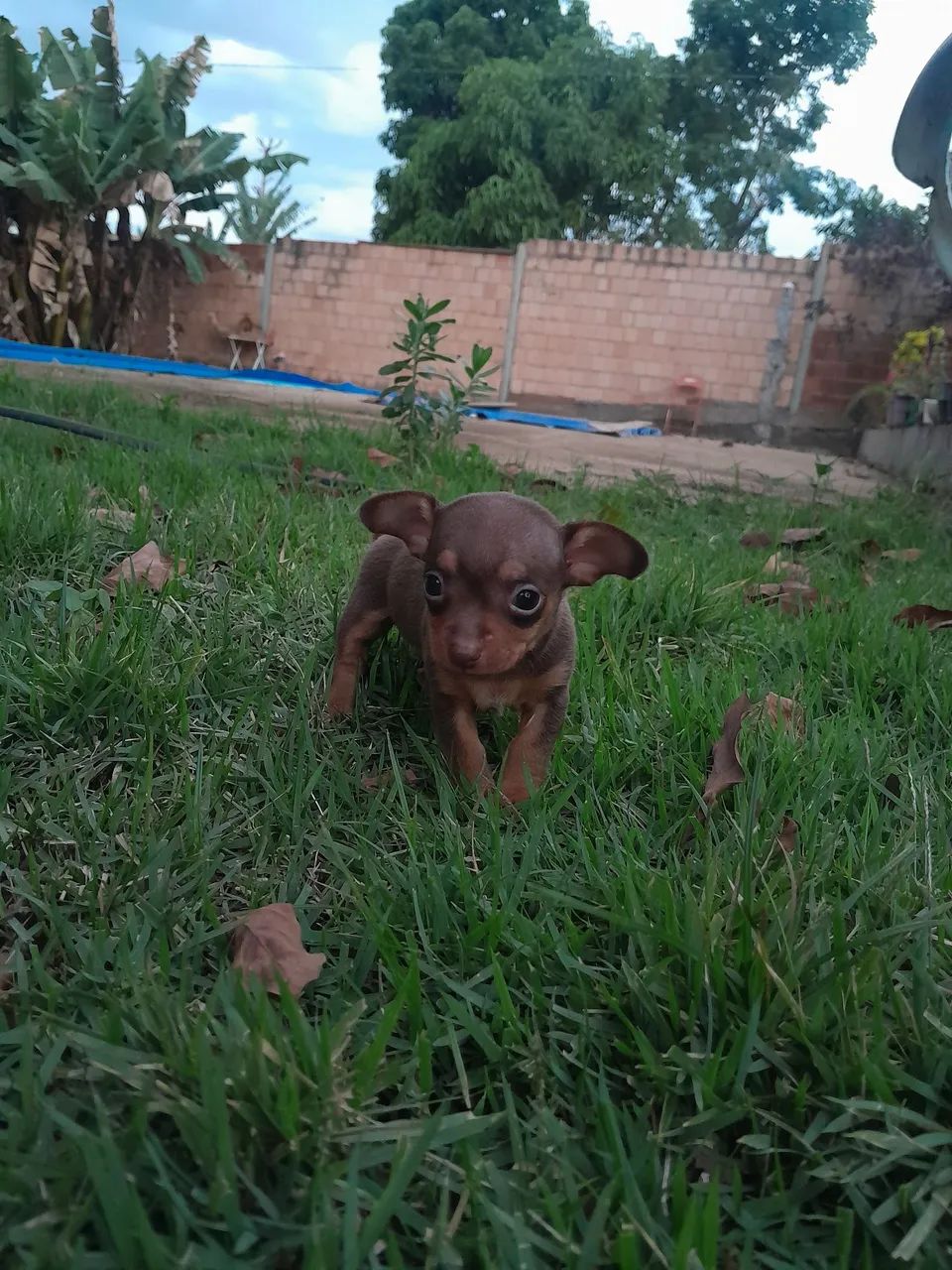 Pinscher  - Foto 4