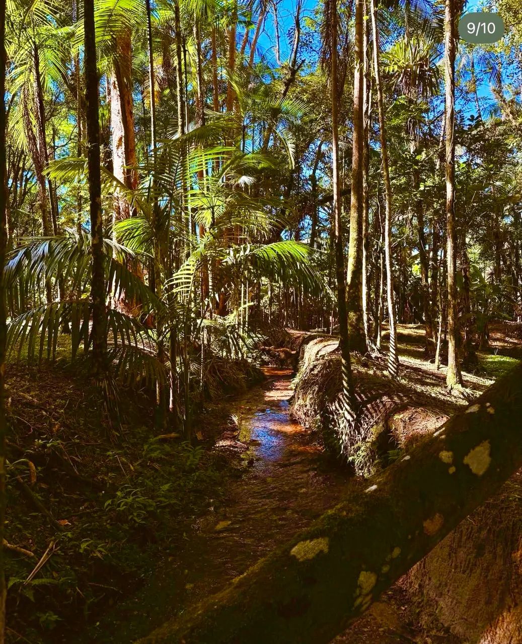 Chácara  em Morretes - Foto 3