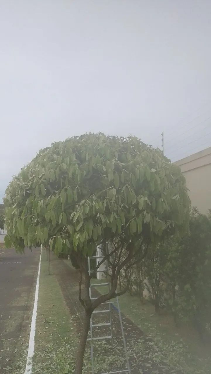 Jardinagem 