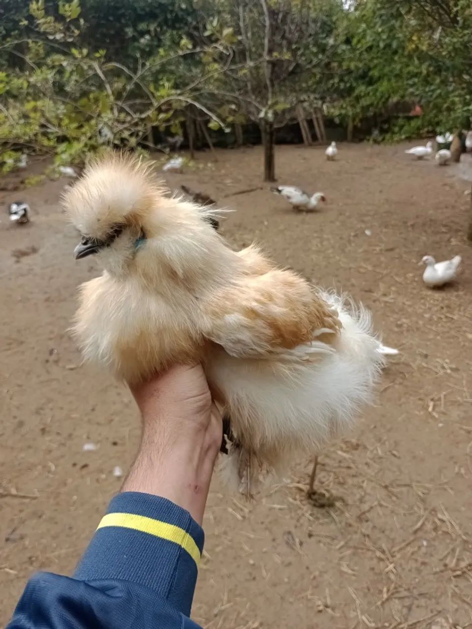 Galos sedosos