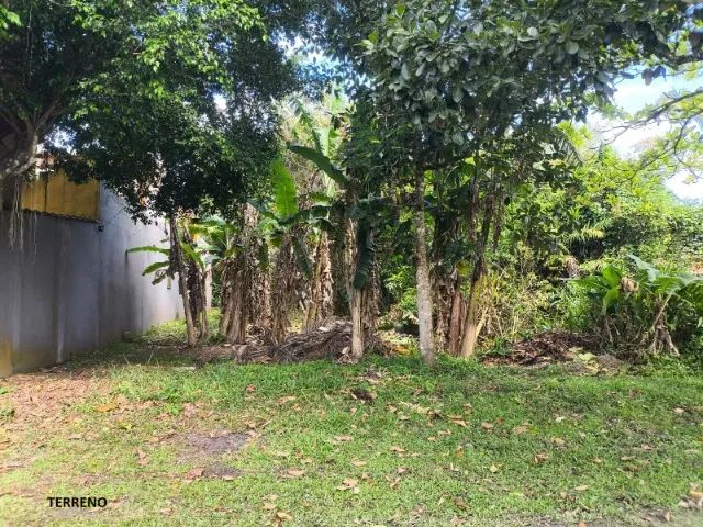 Foto - Itanhaém - Guapurá