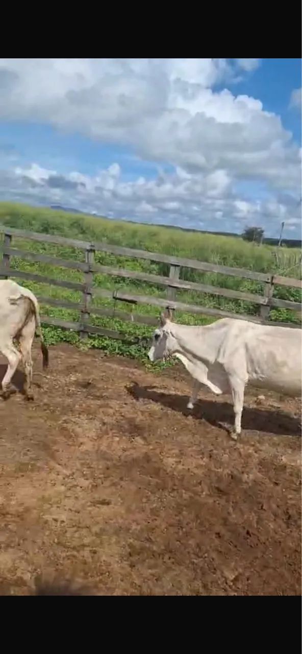 Vacas solteiras  - Foto 2