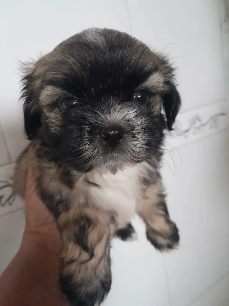 Shitzu 
