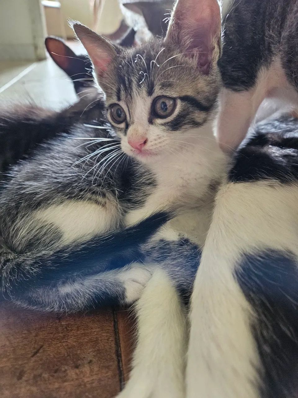 Doação de gatinhos  - Foto 2